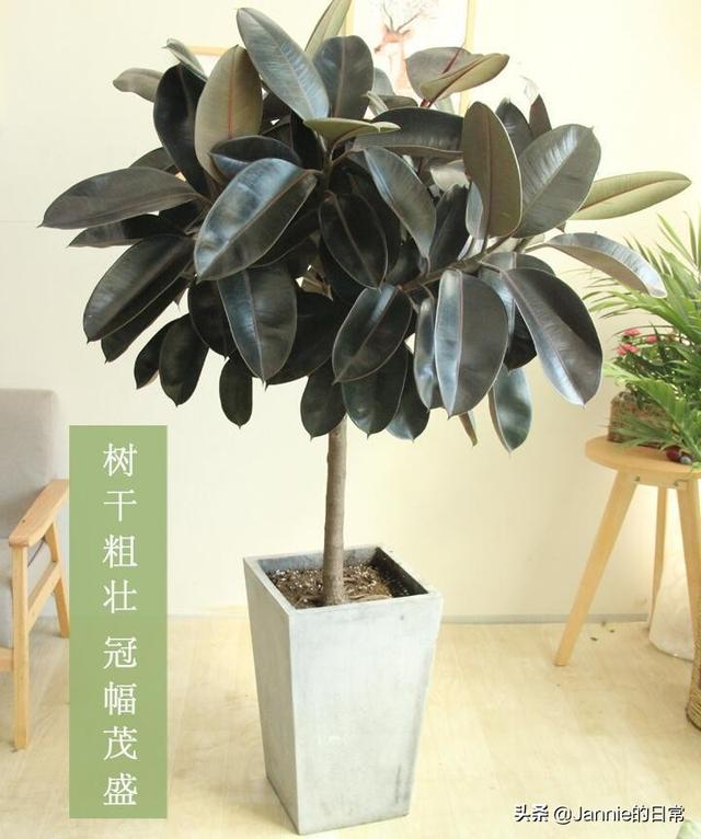 室内绿植推荐网红 a45f8d402c69490c898c452babd6ef6c.jpeg