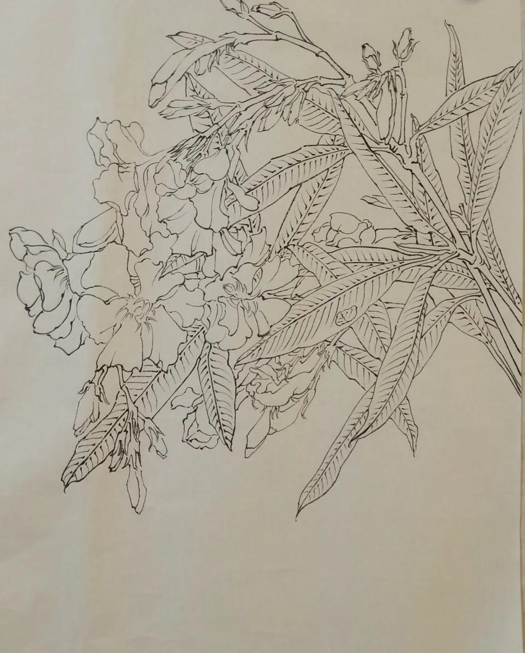 肖艳|线描从入门到提高学习班(23幅范画只需150元)