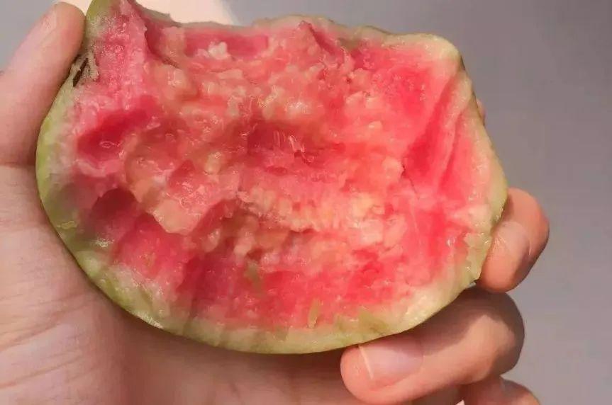 现摘现发,一口就上瘾的红颜芭乐!清肠解油腻,低热量,高vc,减肥必备!