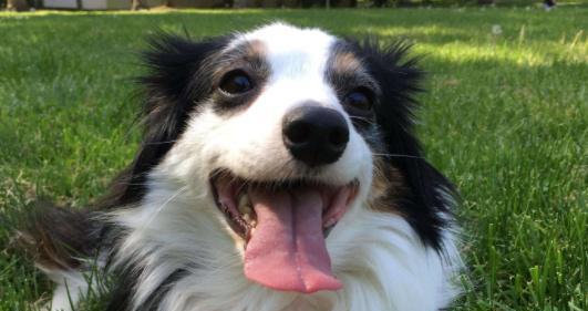 狗为啥喜欢咬人 aaed3c482b404d918ac40b2b7efc385a.jpeg