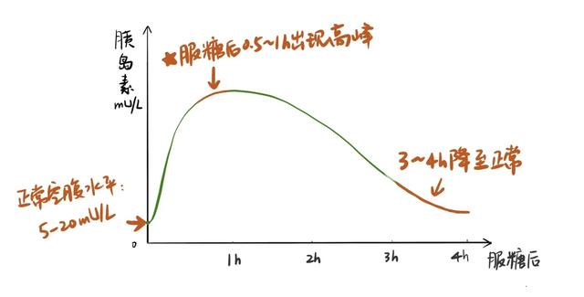 1,胰岛素释放曲线 01,正常人的胰岛素释放曲线 正常人空腹基础血浆