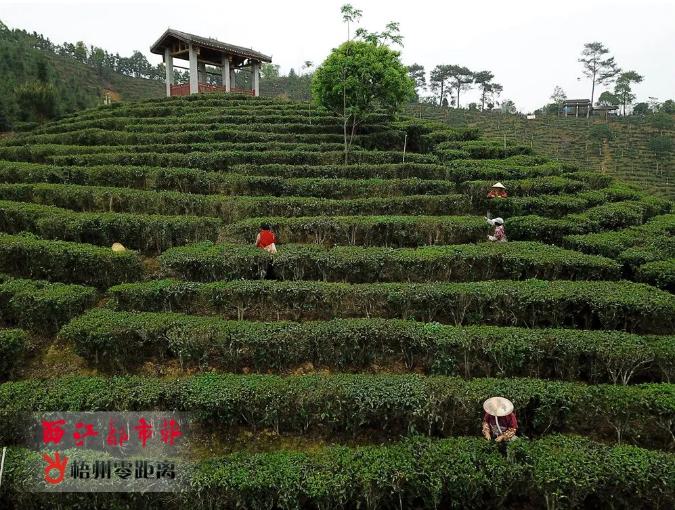 梧州"六堡茶"被认定为商品通用名称,今年将向品牌价值