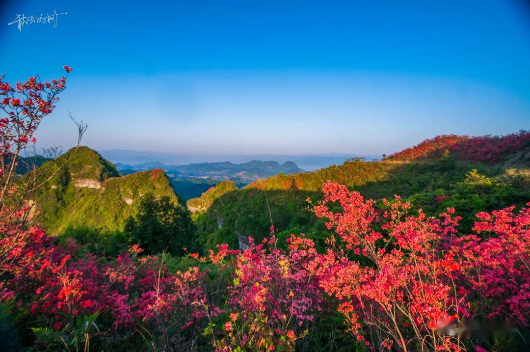 惊艳秀山有个网红山红色映山红美得不像话错过再等一年