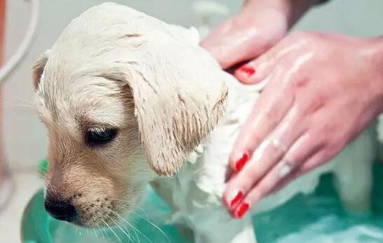 狗狗怎么养才能养得最好 ba5018febaaa46b49efd11d7d47736b6.jpeg