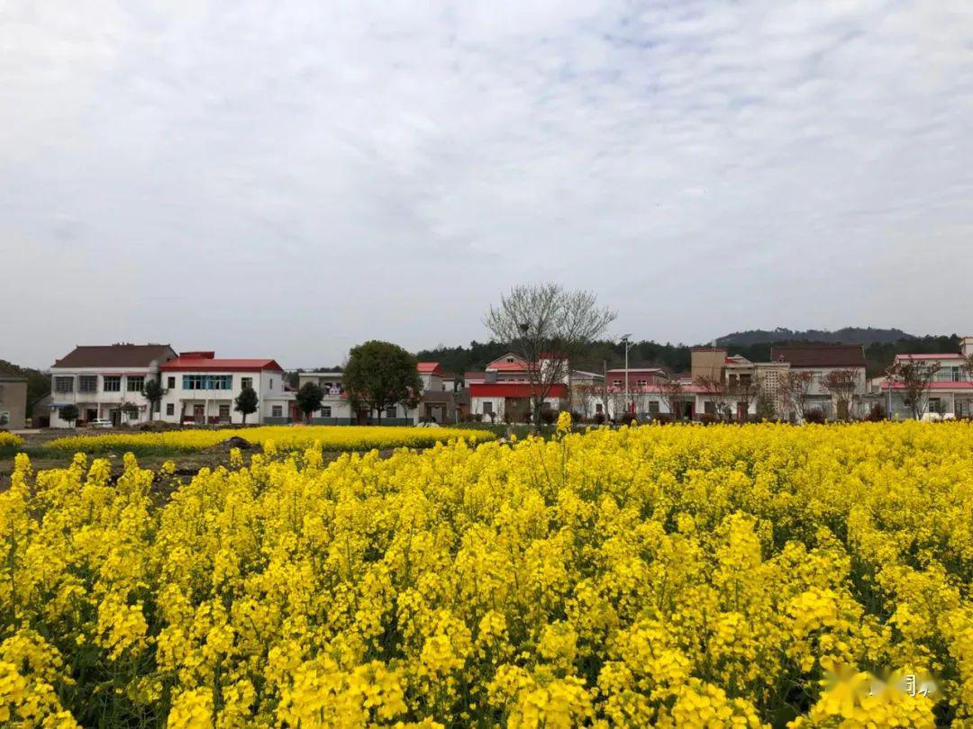 乡土桐城大关镇整治人居环境共建美丽宜居乡村