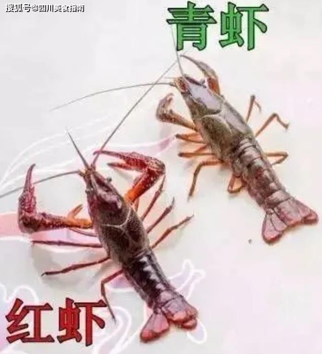 菜市场买小龙虾时,教你3招,挑出"母龙虾",虾黄多肉质还厚实