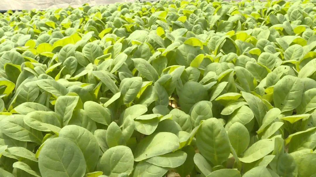 机械化种植为烟草生产再谱华章烟农省时省力又省钱