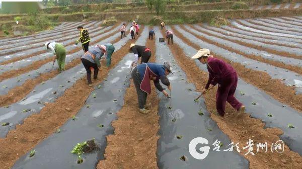 青林万人口_青林古镇