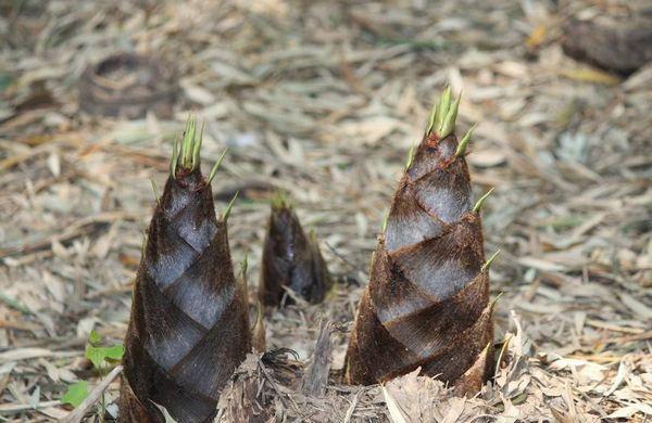 笋是苦的怎么补救 d2d4374682de49579a44c43e231ae305.jpeg