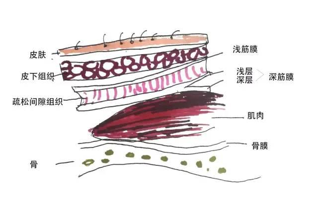 艾课堂第二期筋膜的秘密上