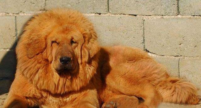 什么动物能打过藏獒 db3092924c964dd78ca6c084f27b5a01.jpeg