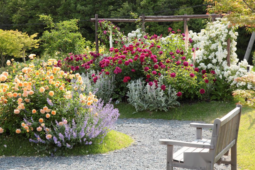 "英国月季之父":大卫·奥斯汀的月季花园 最美的月季都在这里
