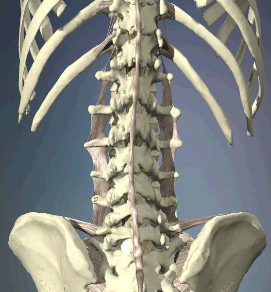 腰椎逐层解剖(3d画面,太好了,医生的好帮手)_韧带