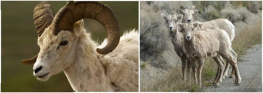 雄性盘羊(左)和雌性盘羊(右)   pixabay 生活在严苛环境中的雄性们