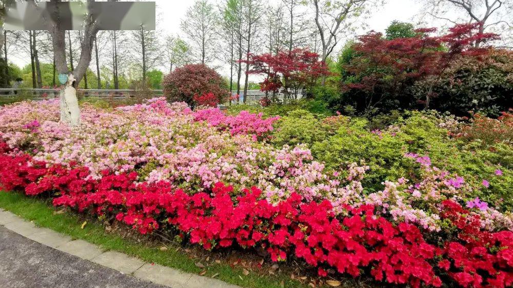 【惠民旅游】作为中国杜鹃花展的核心区域,设立常州市