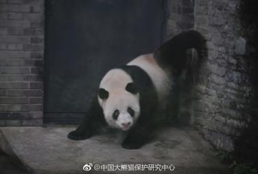 郑州动物园也曾经养死过一只大熊猫锦意,养在安阳的迪迪被网友拍到一
