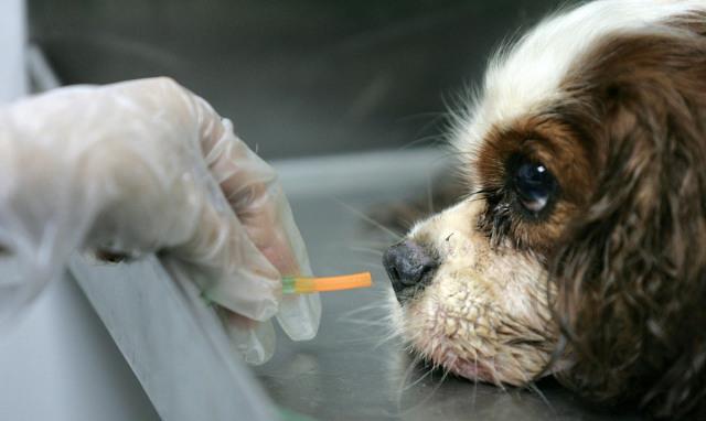 狗狗怎么驱虫你做对了吗 fcf0172ef764431fb1f6b63443c76892.jpeg