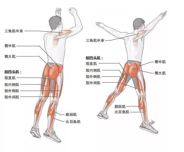 爆发力的好坏取决于肌肉群的训练