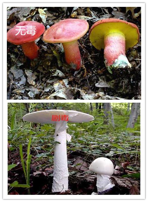 蘑菇鲜艳才有毒?——预防食用野生毒蘑菇宣传知识