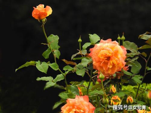 0a3466135e4742a5835f3775a0477b44.jpeg
