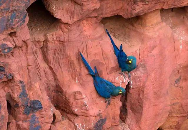 混种金刚鹦鹉之如何区分青蓝金刚鹦鹉很容易和紫蓝金刚鹦鹉？