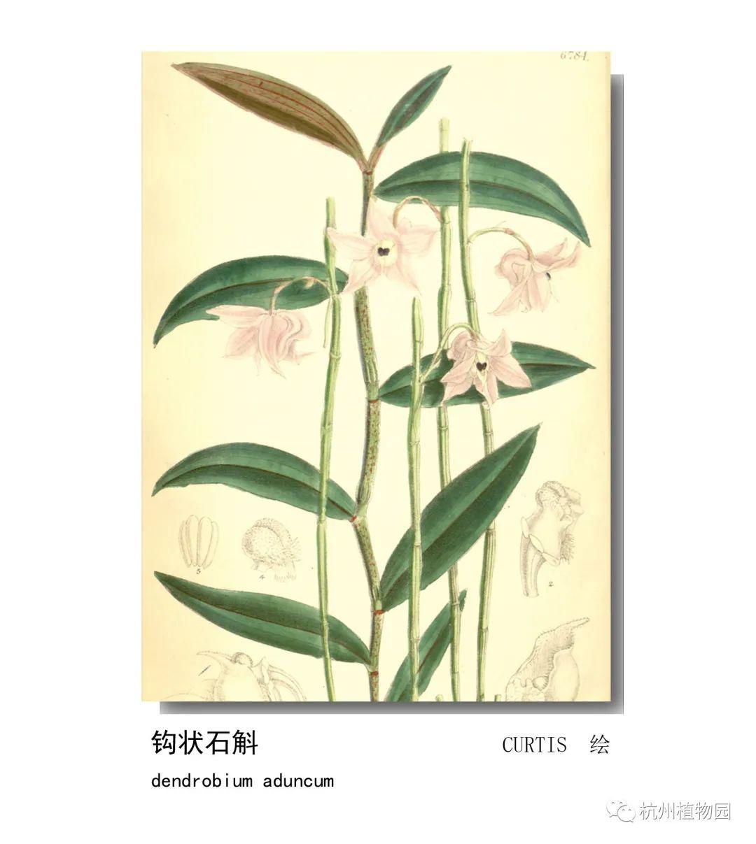 影响世界的中国植物——2020年博物绘画全国巡展