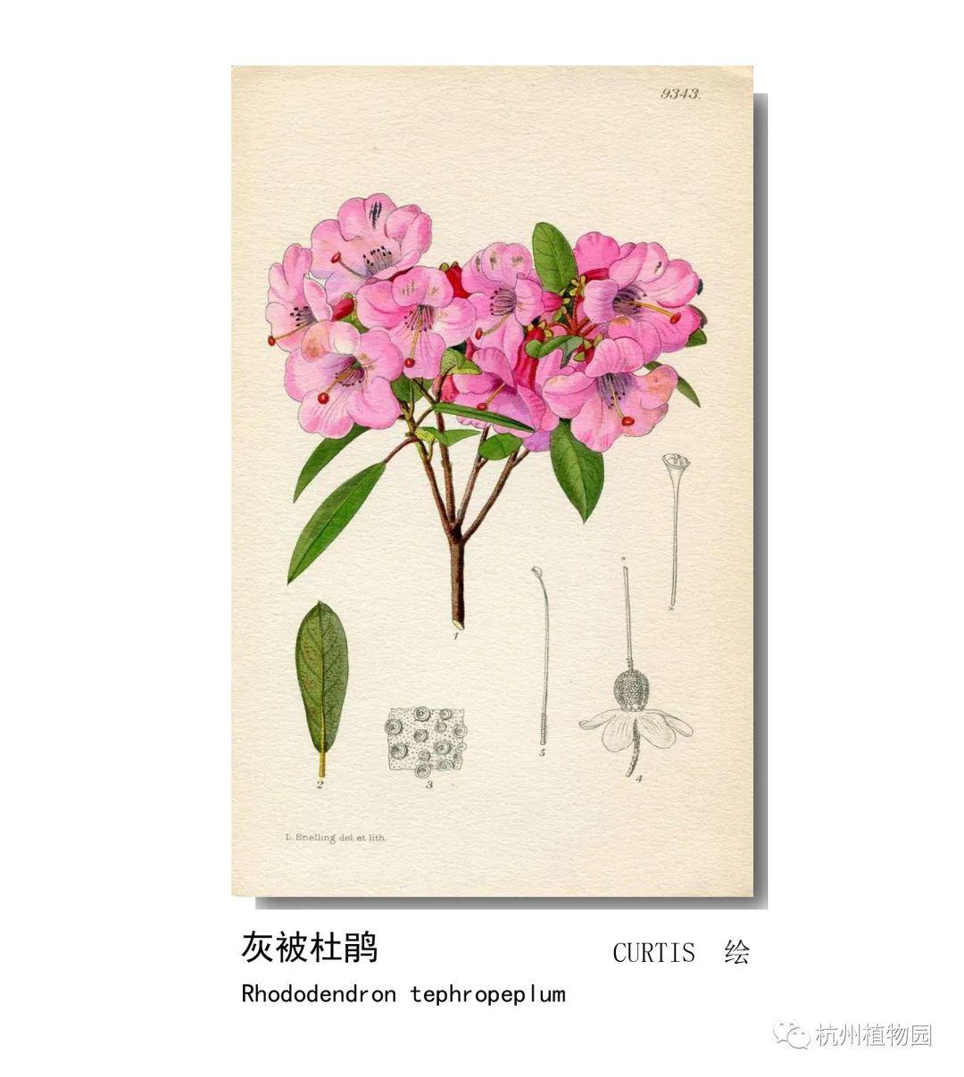 lian影响世界的中国植物2020年博物绘画全国巡展杭州植物园站四