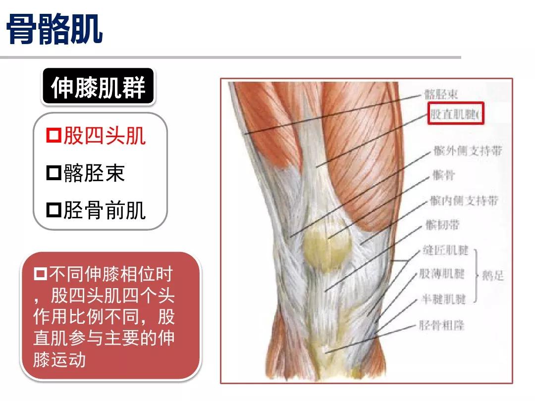 膝关节运动解剖学基础