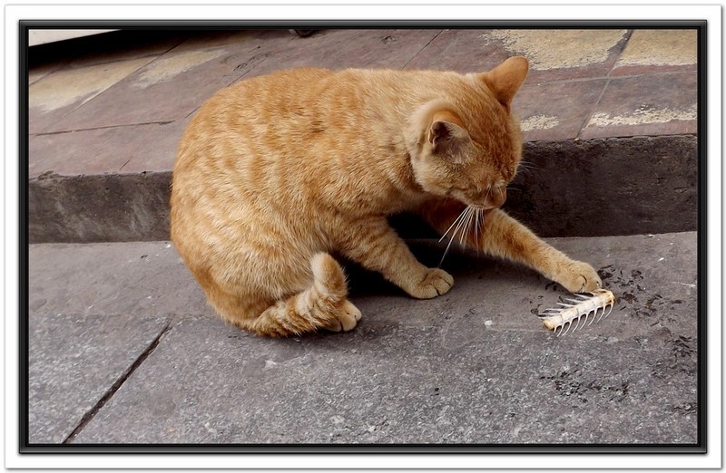 什么叫做吸猫效应 1fcfa43acfeb453da14644245879e6f8.jpeg