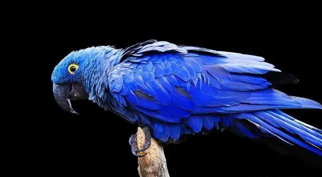 混种金刚鹦鹉之如何区分青蓝金刚鹦鹉很容易和紫蓝金刚鹦鹉？