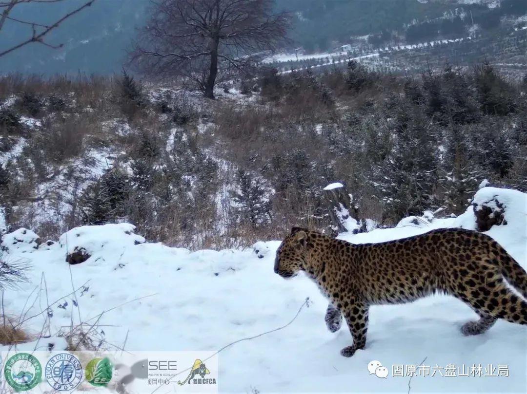 视频2000余段,为后期野生动物资源的统计,生物多样性保护,野生动物受