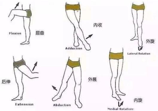 简易扭转6,髋关节内收双腿站立时,内收与外展肌共同维持骨盆稳定.