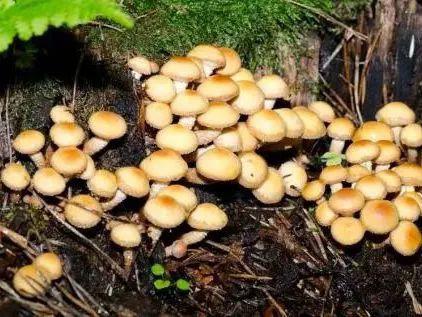 野生毒蘑菇,断肠草可致命,勿采勿买勿食!