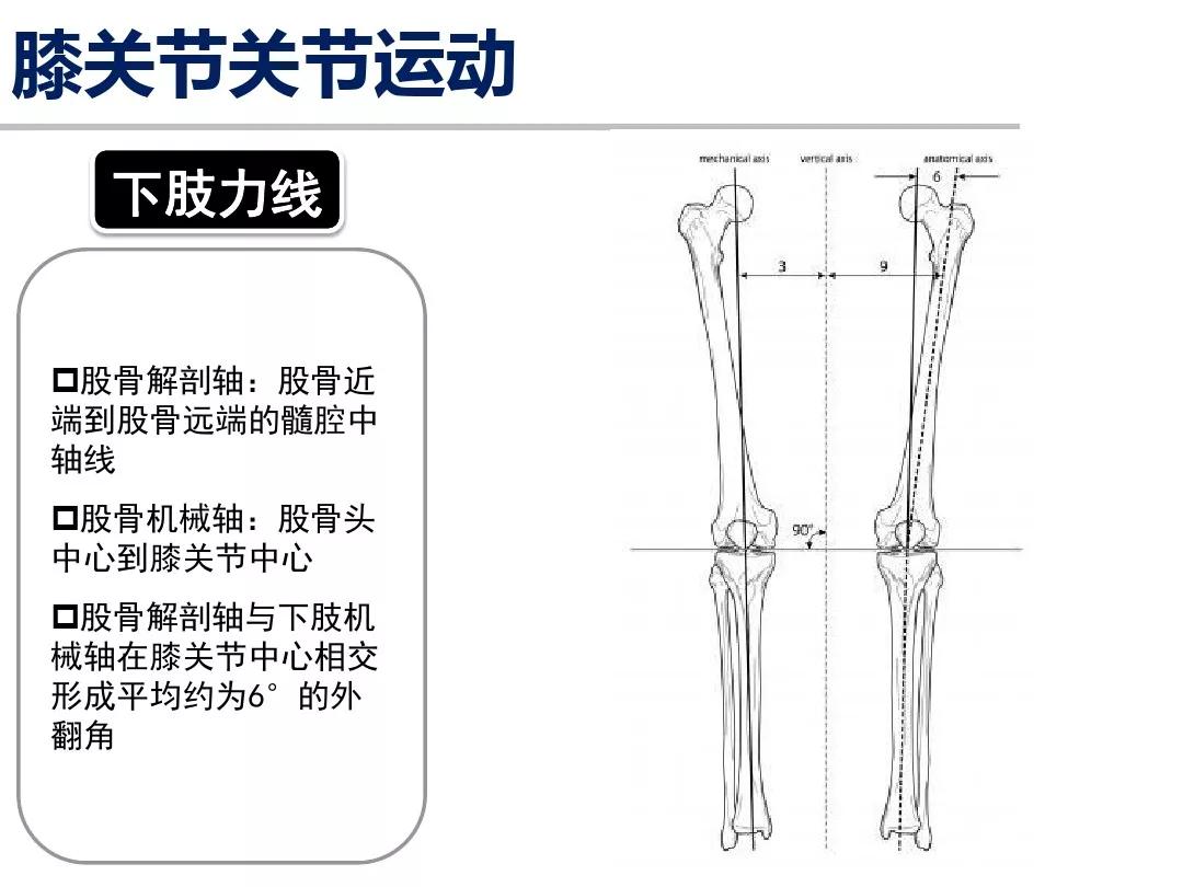 膝关节运动解剖学基础