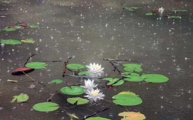 清明雨上古筝简谱_清明雨上简谱(3)