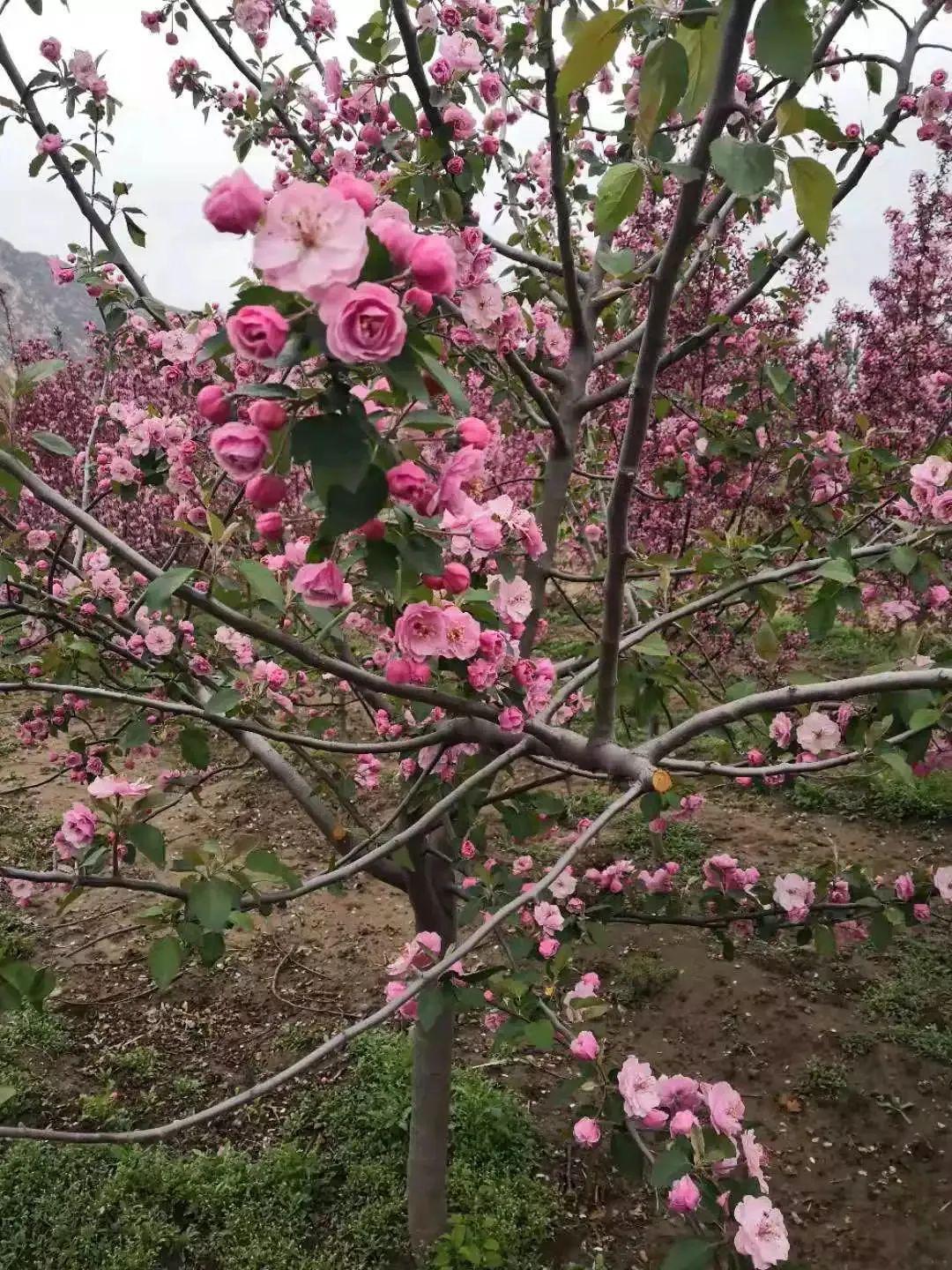 植物品种:白兰地海棠 景观特点:稀有重瓣花品种 树形:直立开张; 叶