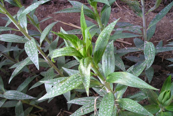 史上最全的百合种植管理