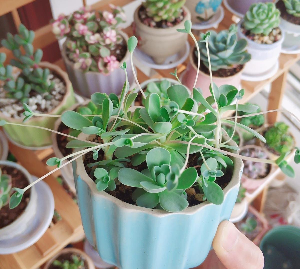 多肉怎么快速繁殖和养护 4cebbde0d0aa4addb195859cc245e9f3.jpeg