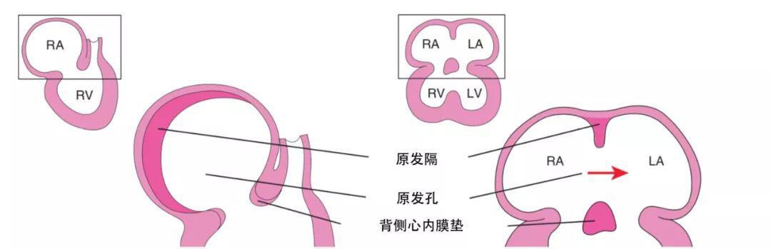 心脏发育的故事从这里开始一篇图文并茂的干货