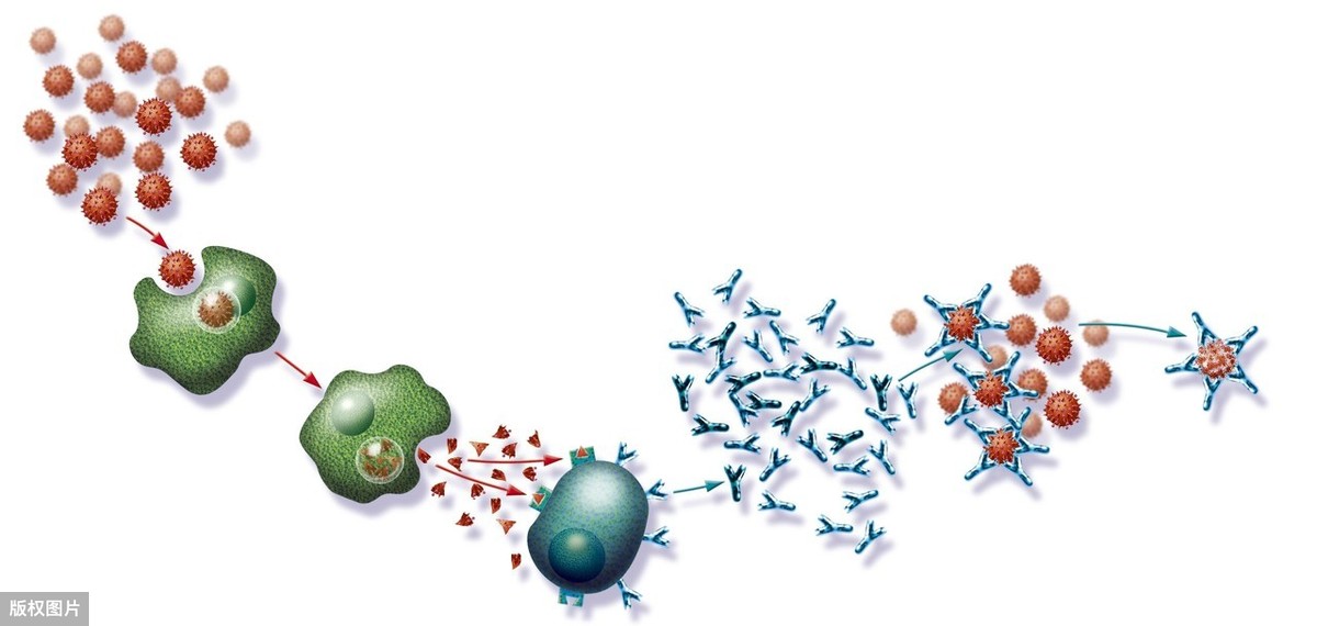 什么叫免疫期 4ed1457621a74df7bb0857322635c540.jpeg