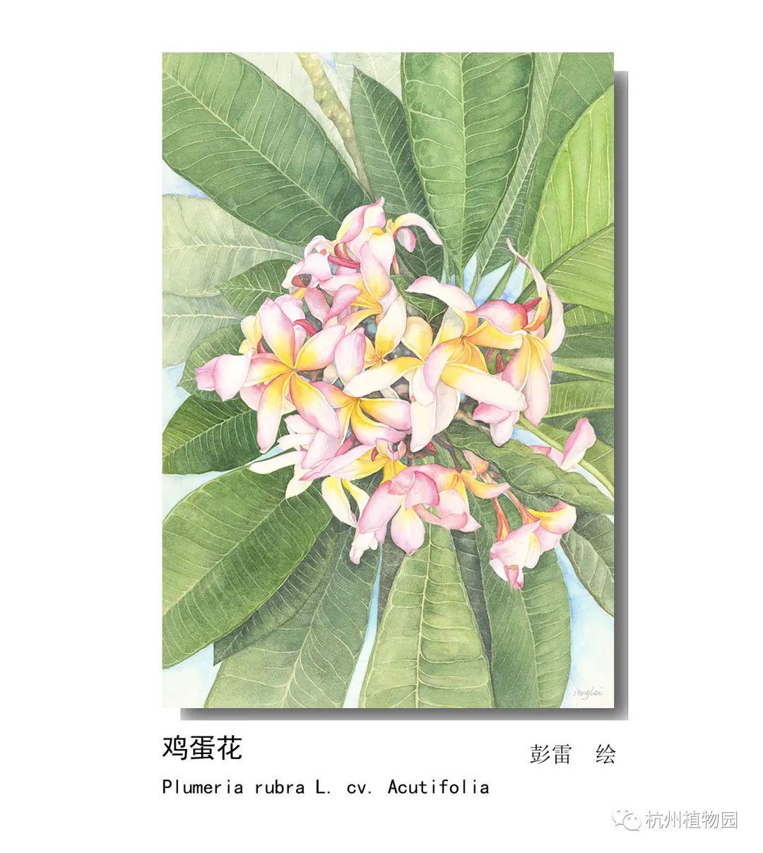 影响世界的中国植物——2020年博物绘画全国巡展