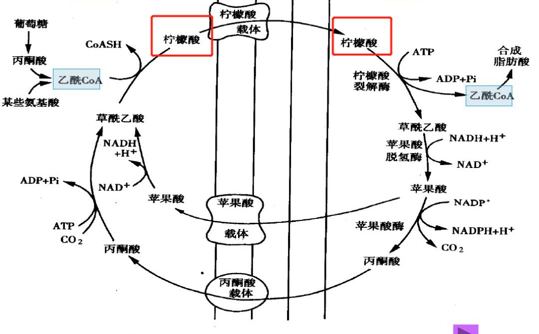 内的脂肪合成是一个很复杂的过程,其中有一步叫做柠檬酸-丙酮酸循环