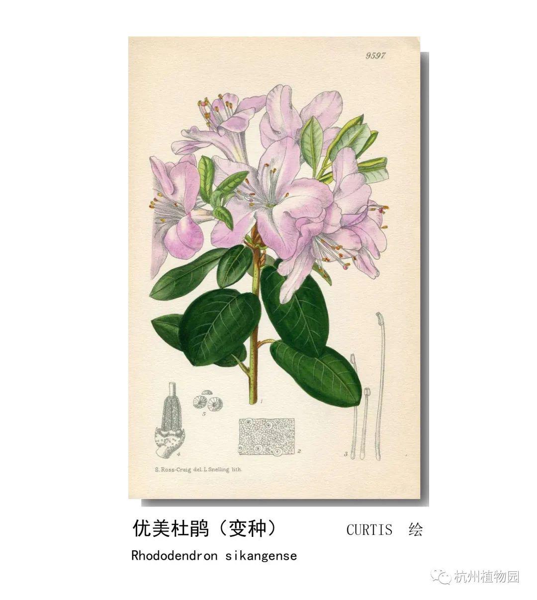 lian影响世界的中国植物2020年博物绘画全国巡展杭州植物园站四