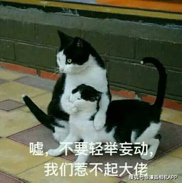 表情包丨你长大了,一个人要学会照顾自己!