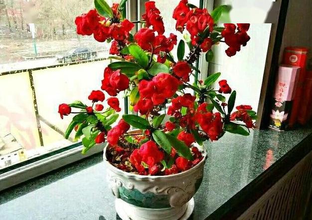 没时间打理花草该养什么盆栽虎刺梅牢记4点花苞四季开不停