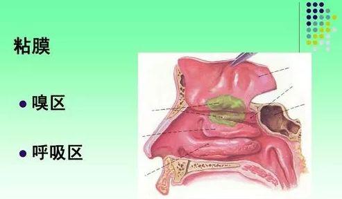 鼻子是许多疾病的第一道防御屏障鼻腔保健很关键