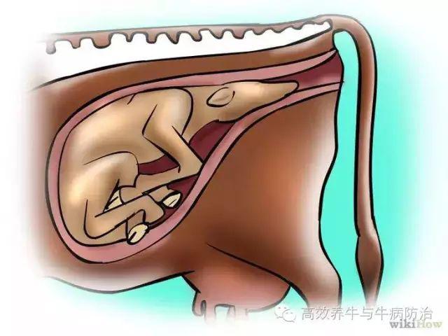 而另一种由pgf2α生产的糖蛋白——耻骨松弛激素,将会促进子宫颈