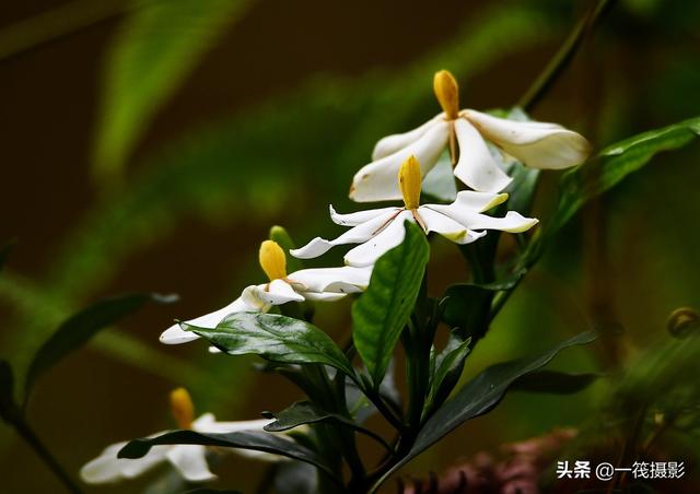 野生栀子花长这样