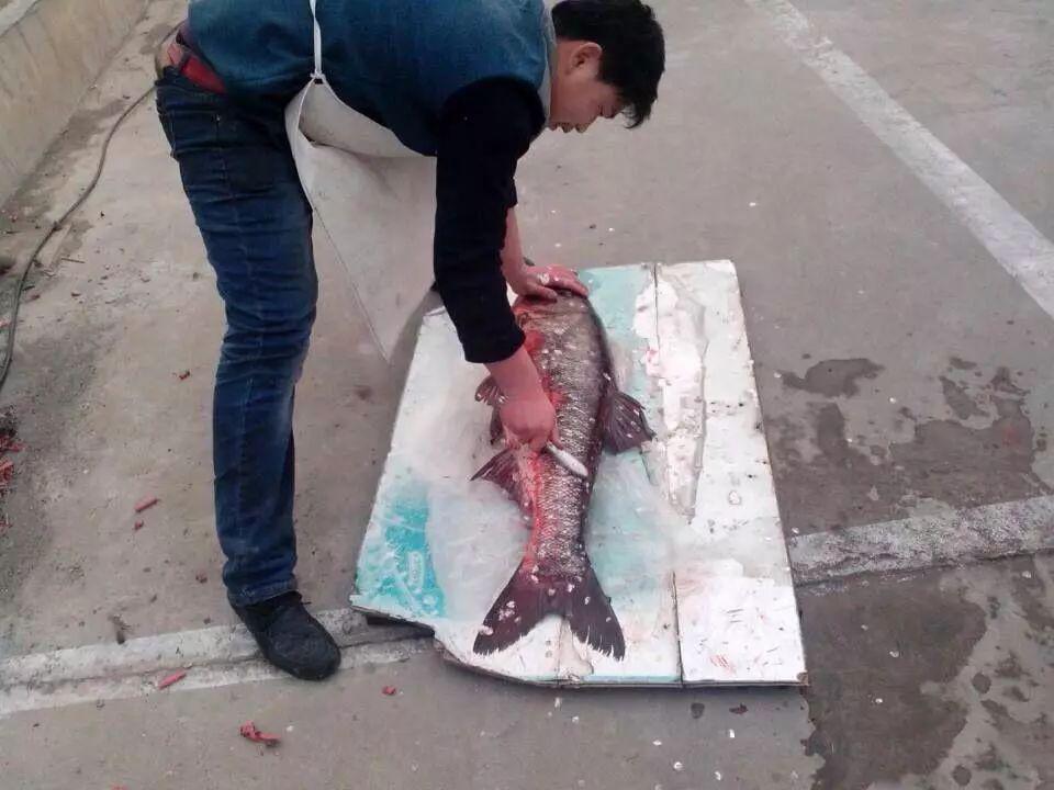 鱼,在几十年以前经常有,因为他们体型庞大,而被渔民们称之为"门板鱼"