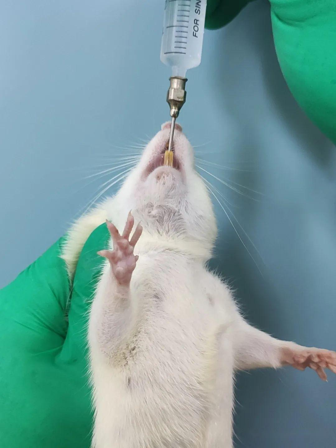 一般插入小鼠3～4cm,大鼠4～6cm后即可注入药物(二)灌胃前将动物禁食